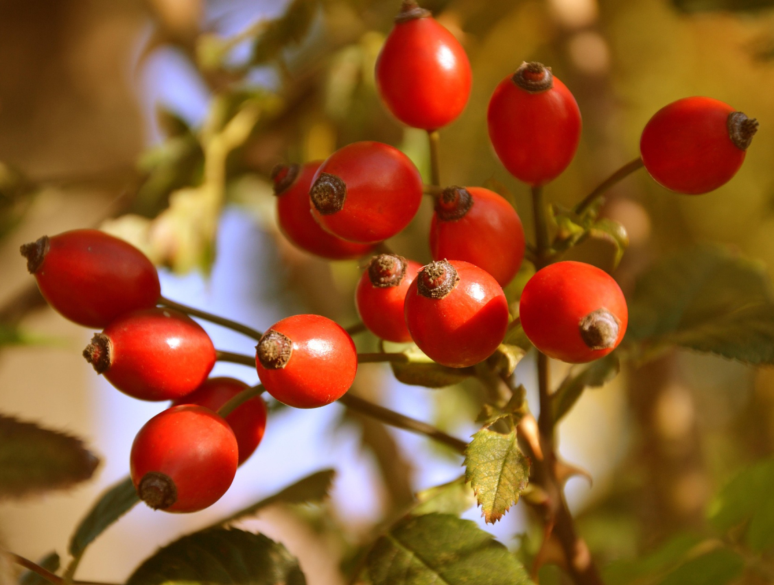 Botanická inteligence: Jak rostlinné oleje Onclé překonávají syntetickou kosmetiku